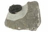 Gerastos Trilobite Fossil - Morocco #193937-2